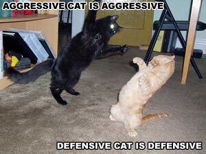 Fighting Cats.jpg