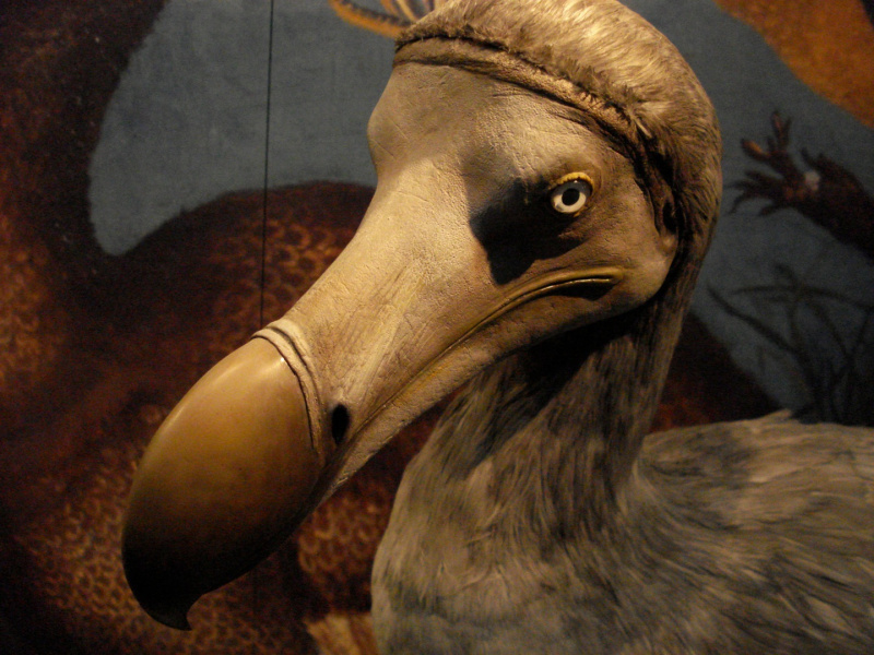 Файл:Dodo-bird.jpg